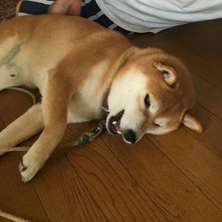 4c4c638f 8e4e 437d 9f43 ec57231c067d