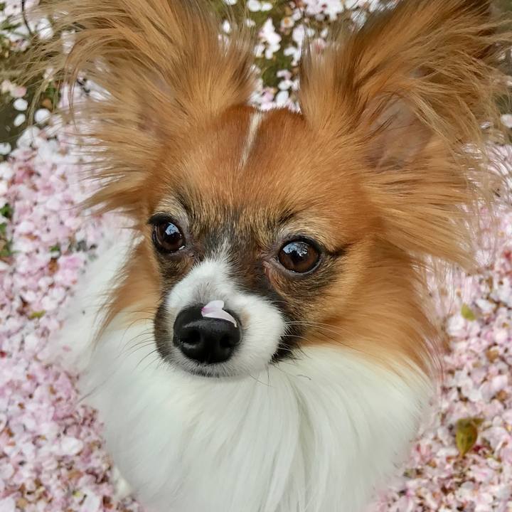 4c4f7b7c b089 43e4 9f3c 424921b4d328