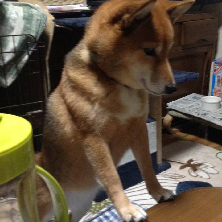 4c516738 051a 48c9 b686 8149e9649635