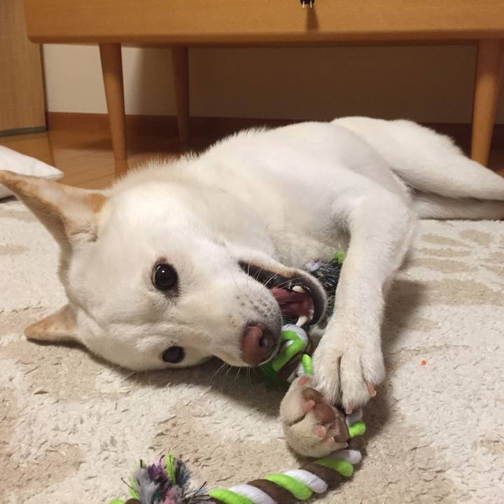 4c518625 f574 48d4 8f32 11b736dd2ac4