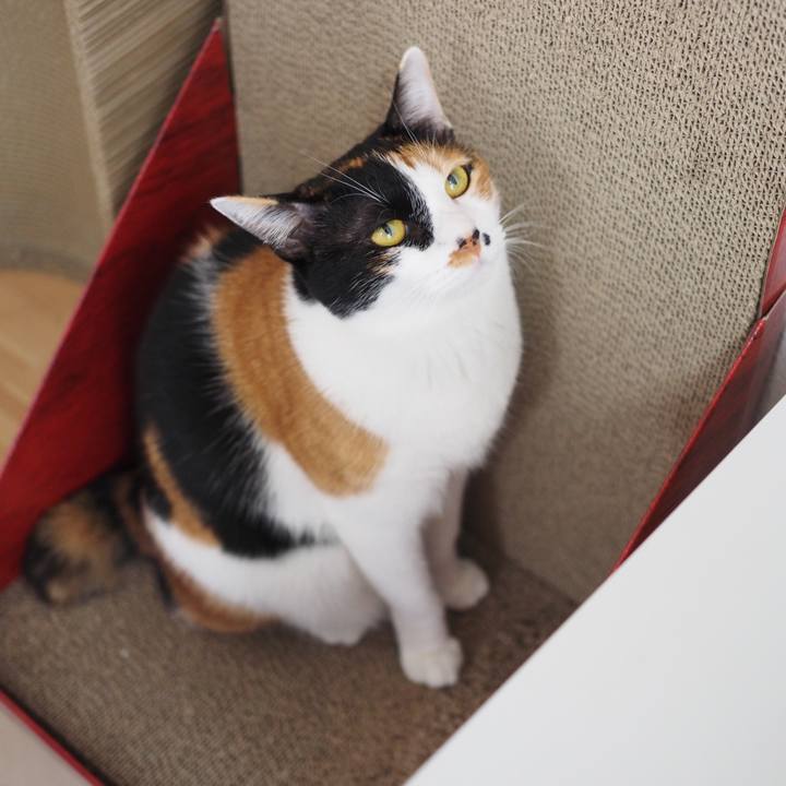 4c577a6f 4e97 4817 8fd9 ab4f817e95e5