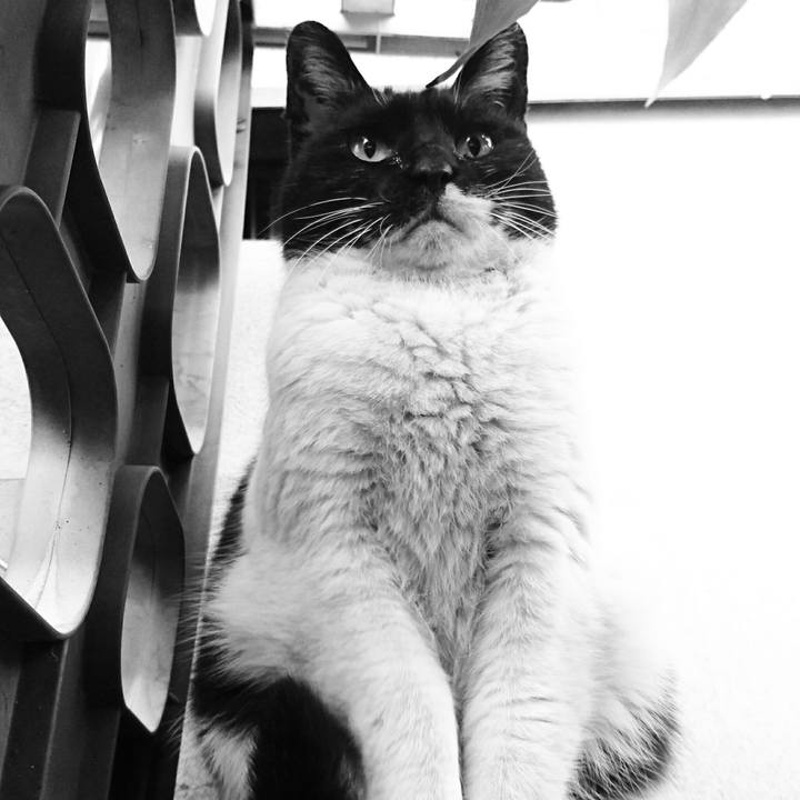 4c585ea8 7e03 4333 bba1 c6c522f22d9e