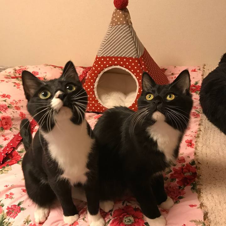 4c61099b 82ac 4d43 b2bd 568c0140a41d