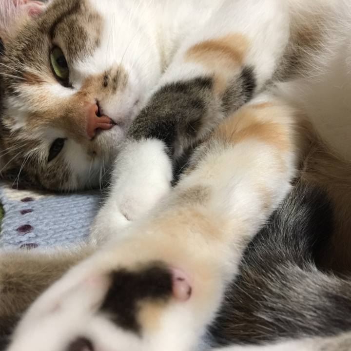 4c616527 ba7f 4bb8 855f 4516a4975cf3