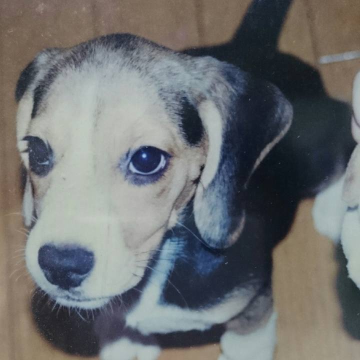 4c631b94 a03c 418c aa81 8cd313e69ff4