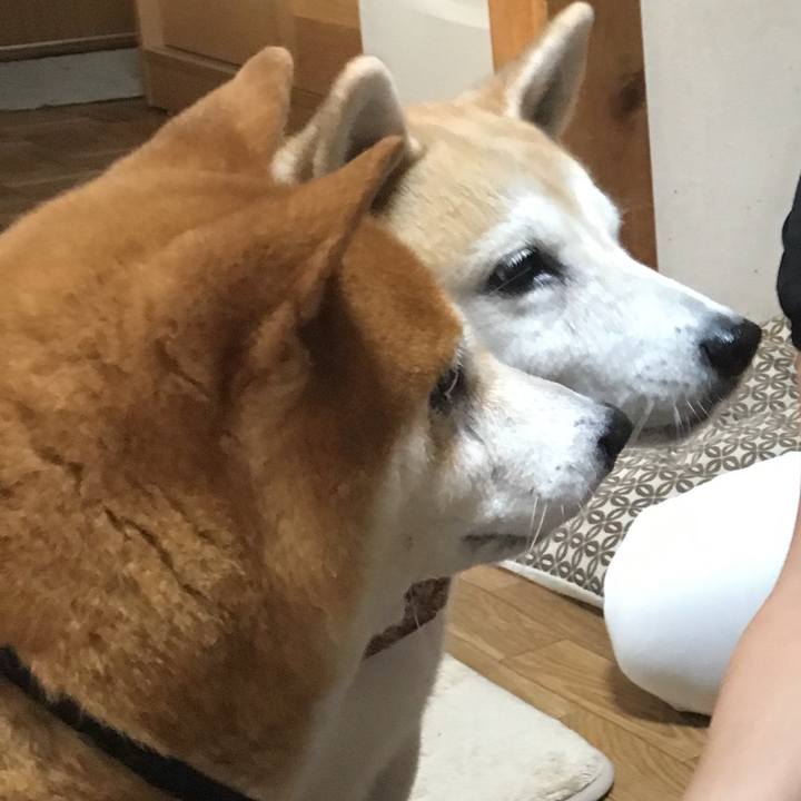 4c6838e8 7843 43da bc3d 491ec551e35a