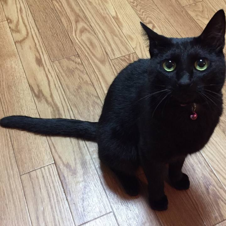 4c702ae0 ceea 4fa1 b831 f1380ac2585c