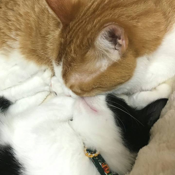 4c70a761 e8ca 43ce ade5 1c0b980c33c9