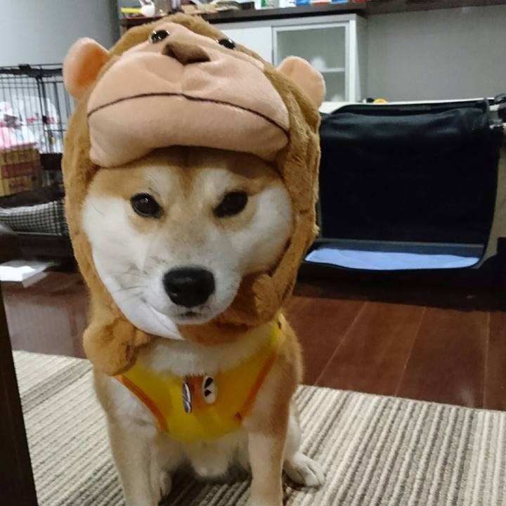 4c755145 9303 4495 9ef3 52c66065a30f