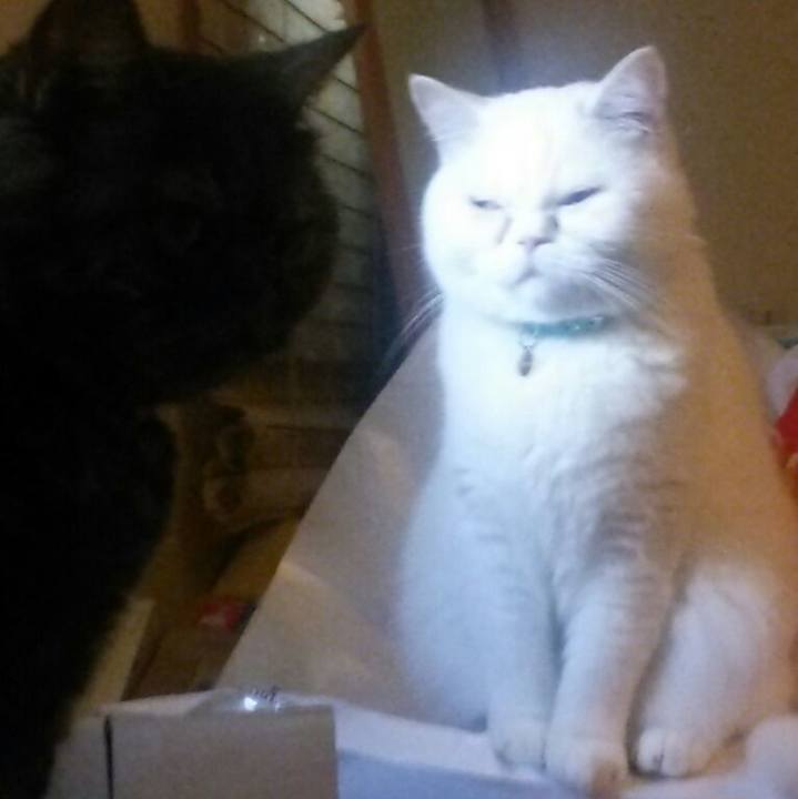 4c7554a2 1a54 48e3 98f7 38484d8c8e73