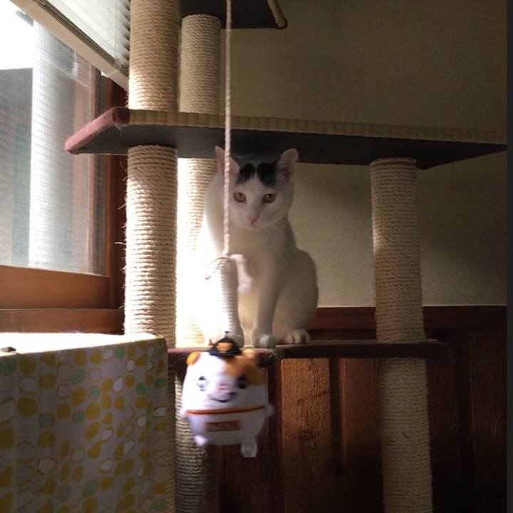 4c7baf98 8a9b 407b a435 0aecf74bdcaa