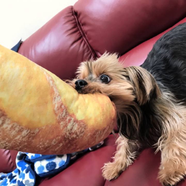 4c7c4c63 c231 4f27 b7f0 9c88ee766f71