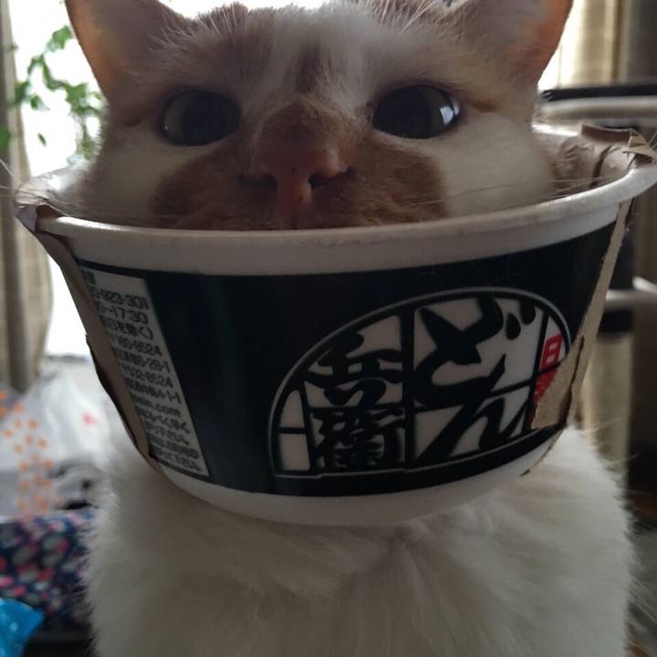 4c8225bb 88f1 476c ad94 b59aca63a4b8