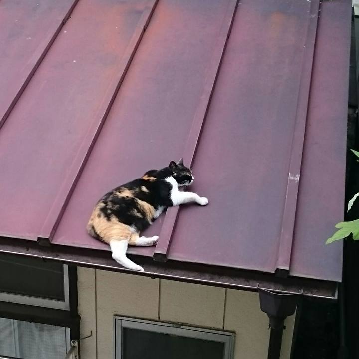 4c888a66 c470 4a16 9384 85aae166a6ac