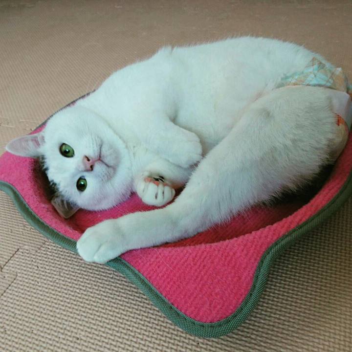 4c888f4e e35a 406a b836 2558cc6f780f