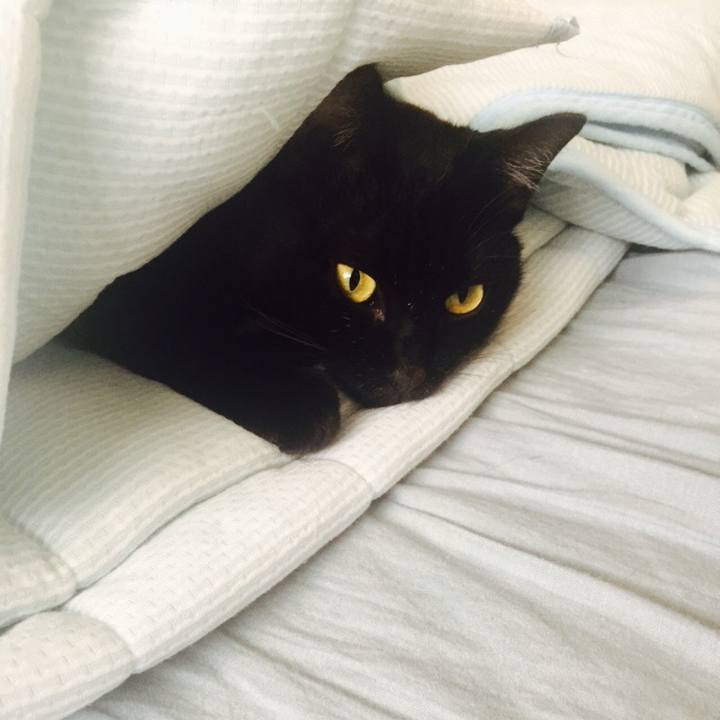 4c8bfee2 2f12 4c72 a6ab a0525478611a