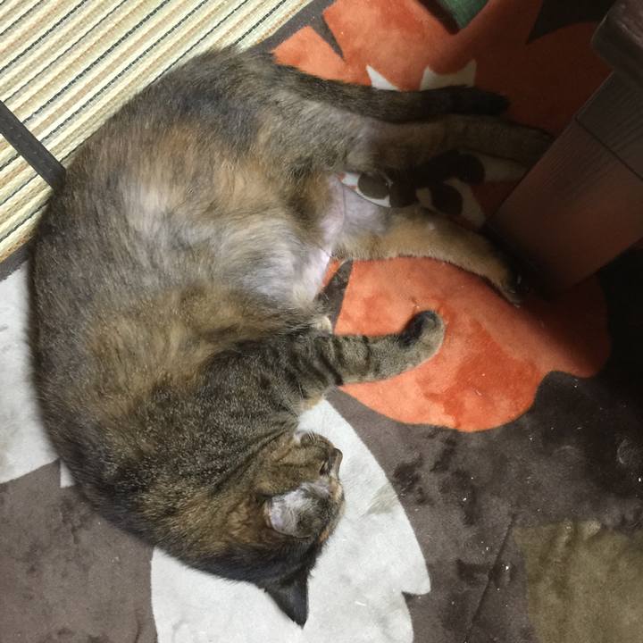 4c8e7885 106c 4ce5 85ee bcacf2b56aa7