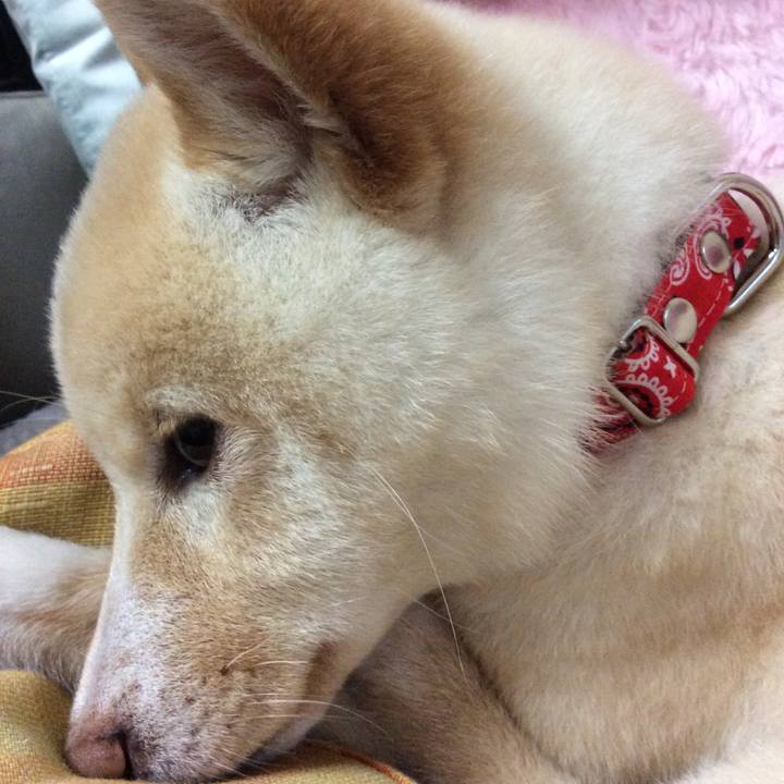 4c912b82 8776 44f8 85df 6016b96a636c