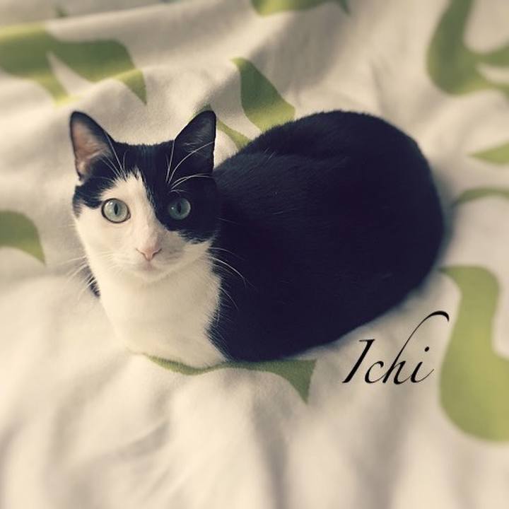 4c92cdfe 6989 4cad ae8e 52ba411fd6d1