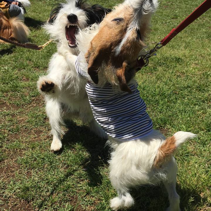 4c938460 30c9 4fcc bbf2 e6f78349b6ef