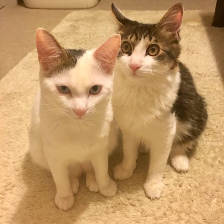 4c96099d 0a9b 45fc b3d1 e258607a14e0