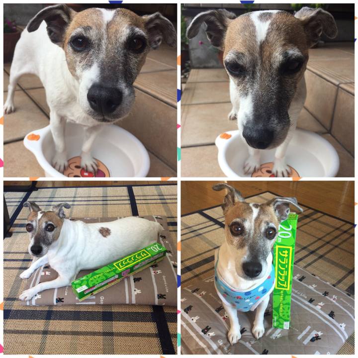 4c966bf1 caf8 472a ae31 d182dfaea318