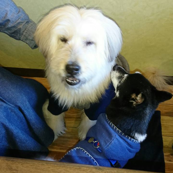 4c96b1c2 92cb 4e49 9b54 4c063c6e9d2e