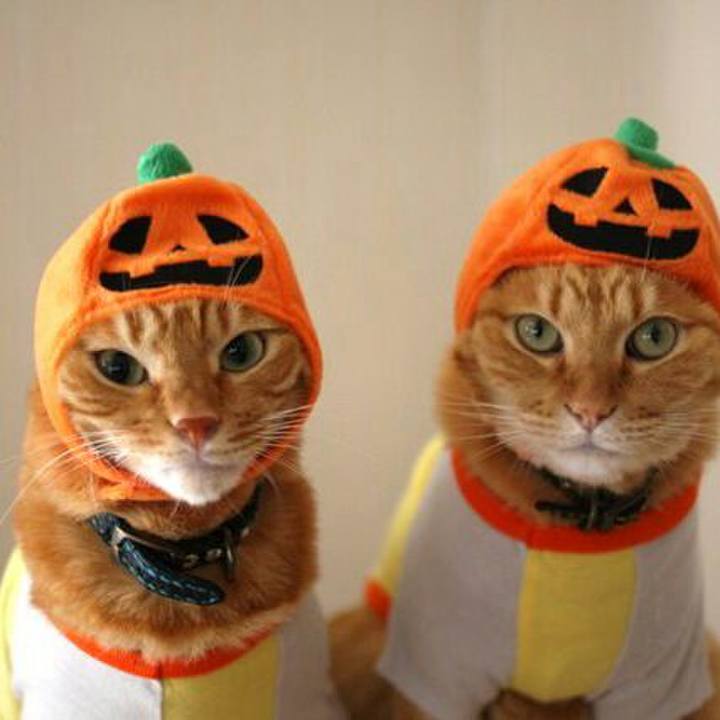 4ca02b11 e5e4 4042 8faa d56876aeb1db