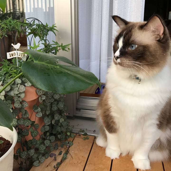 4ca07da8 e17b 434e b052 60ceab27df10