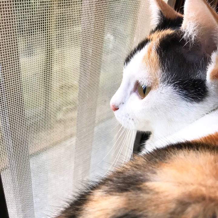 4ca1944d f016 4921 857c 46970438a575