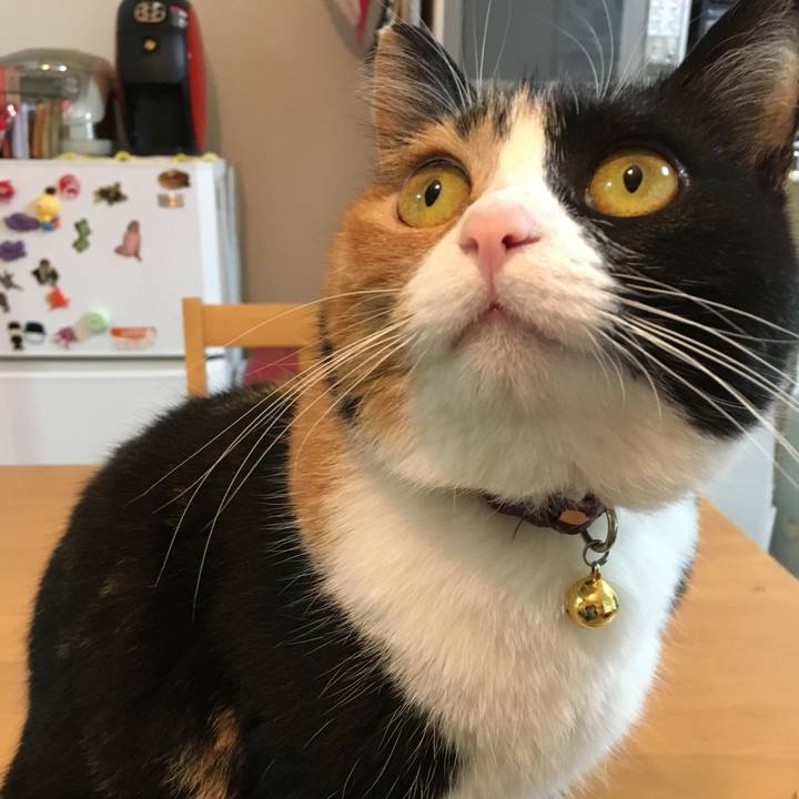 4ca21e0c c5bf 4531 ba7c 75feda8f1446