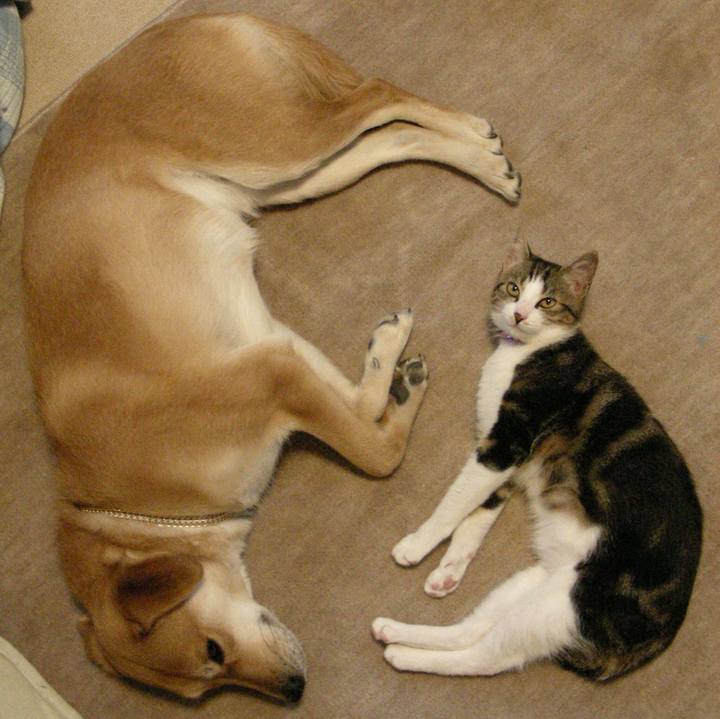 4ca91ad2 d4cf 4ec8 af52 fbedfc1ff5c4