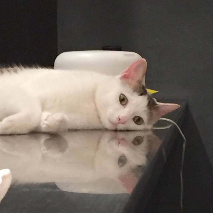 4cab2a32 f84f 4342 8646 89e536b9e43f