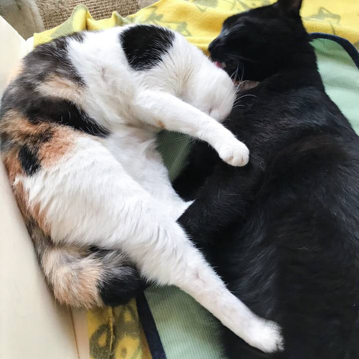 4cba6572 fcf6 47ee bf2c acd64446d764