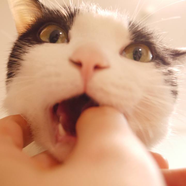 4cbe065d b580 477f ae1d 5243ee4beaf4