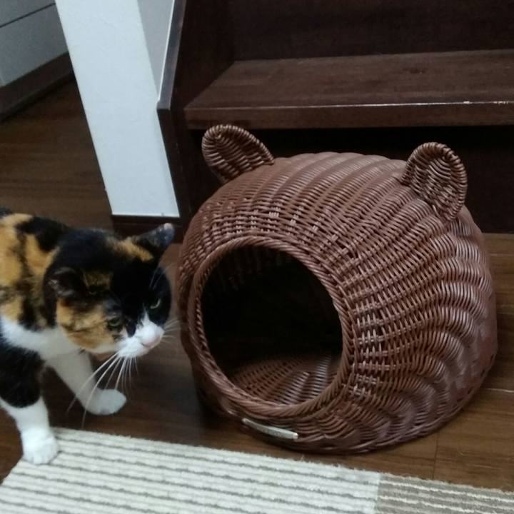 4cbe7832 c21b 45be 8be7 55a3028f0b6b