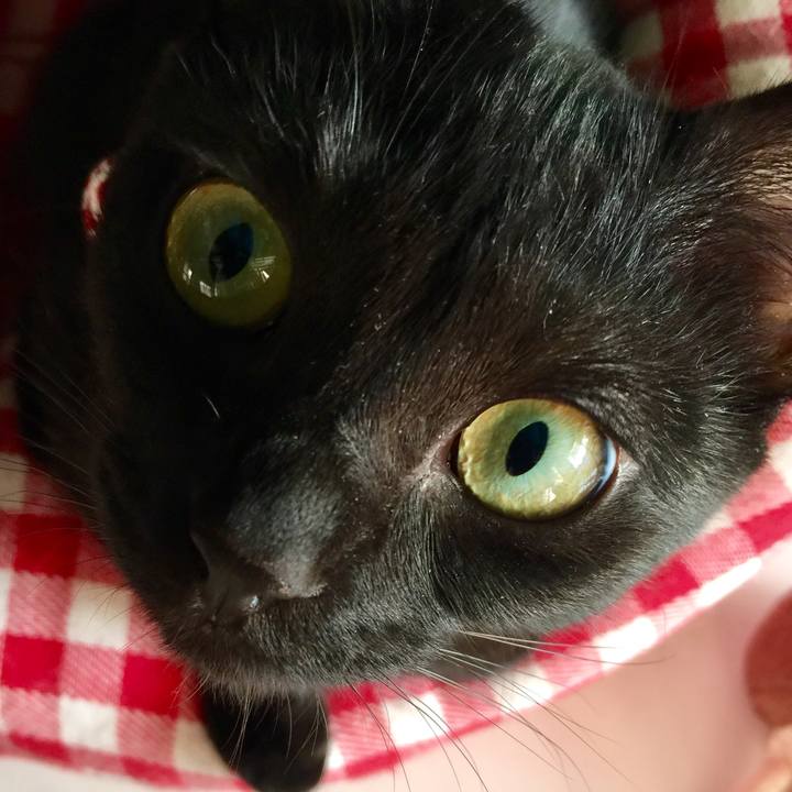 4cc11a24 0c56 4680 94c9 db4cc9ea4109