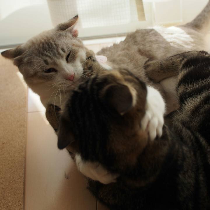 4cc8c675 a1d9 4cd8 8631 2c9e8ff5a1d6