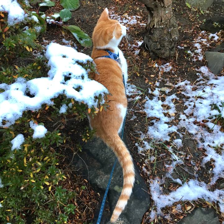 4cc8d6c2 a92d 4133 98d9 550595dcc5b8