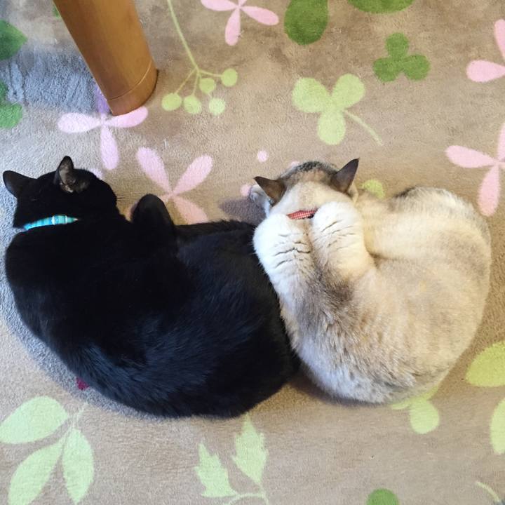 4cccf6ad af07 431b b6d5 cd79d657989c