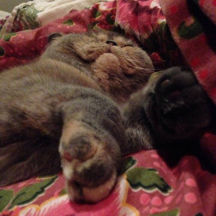 4cd1fd80 6cdc 4ea0 83cb 98d393bc4ca9