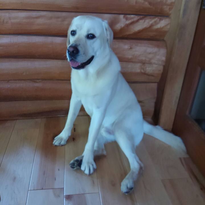 4cd48017 168d 4c38 ab5c 4540addd6537