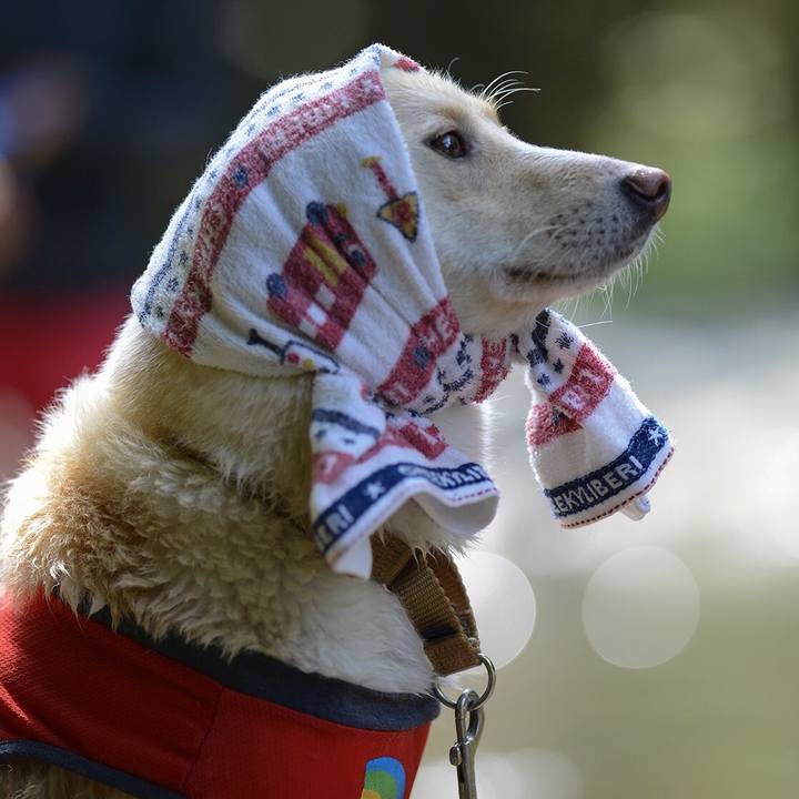 4cd98cc9 5294 4278 a435 7f579eead20f