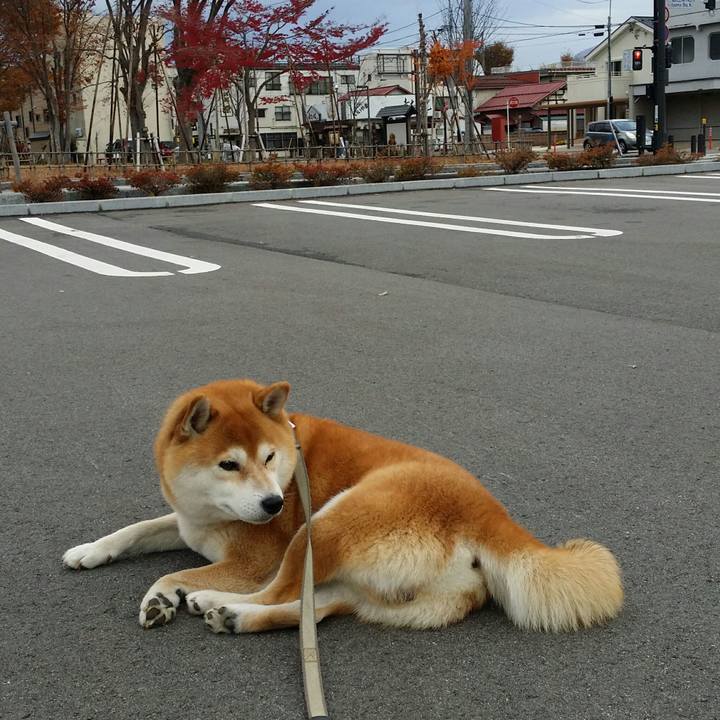 4cdad50c 4127 41b9 90ee f1085a82bff1