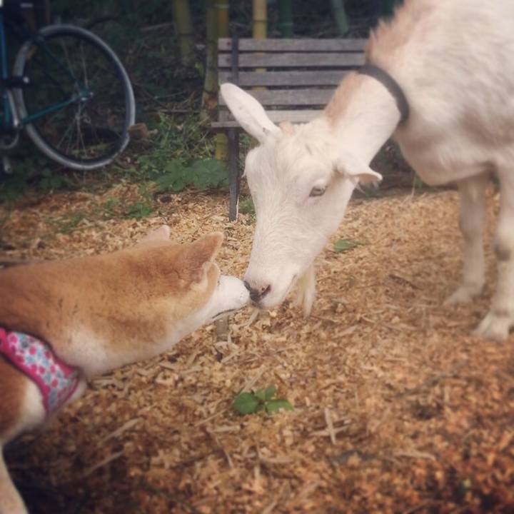 4ce085dd ab9b 4b89 a0ce a2b33ada2fe6