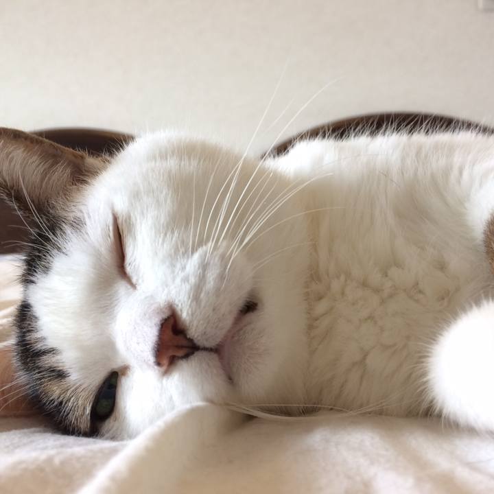 4ce4560a 2581 41fb b32f ef10fd6c30a0