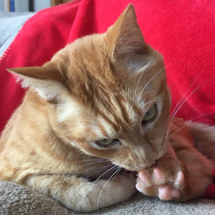 4cef2ca1 b8c4 4526 a92b 32ec2221dd29