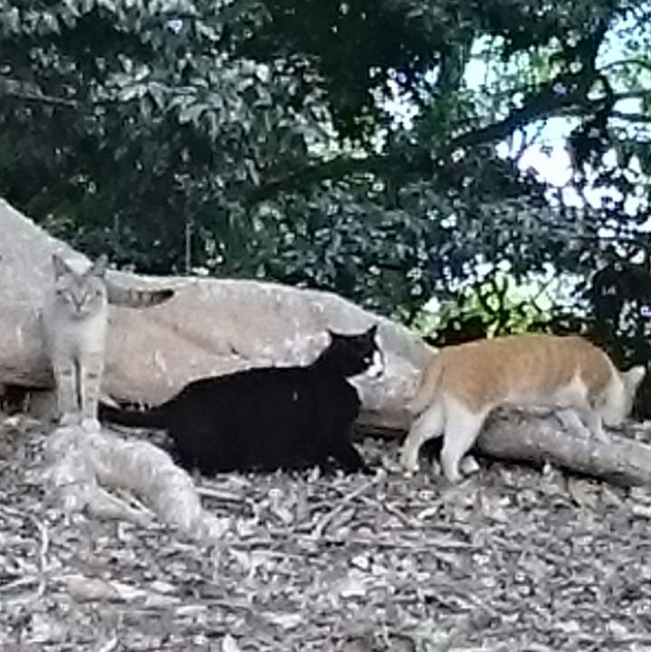 4cef4c89 d2da 4dcc 96b6 f61dd3747bac