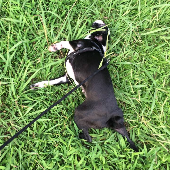 4cf1bede c721 405d a27d 0ed1cb204f10