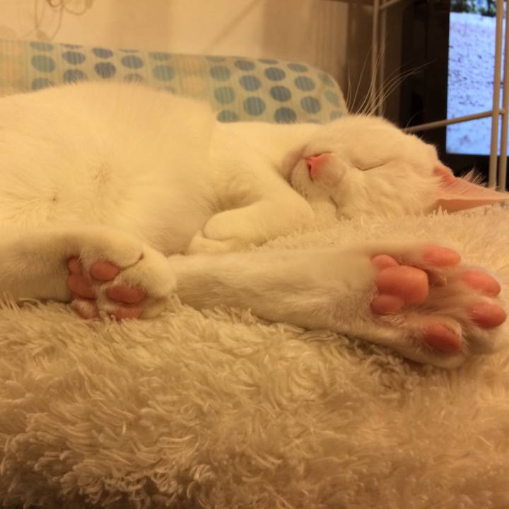 4cff04cc 7e2d 4705 964b ff90b1440ada